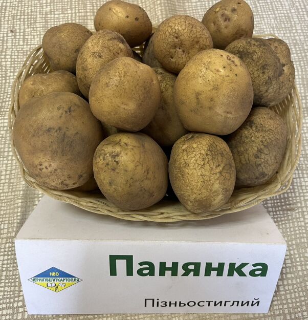 ПАНЯНКА